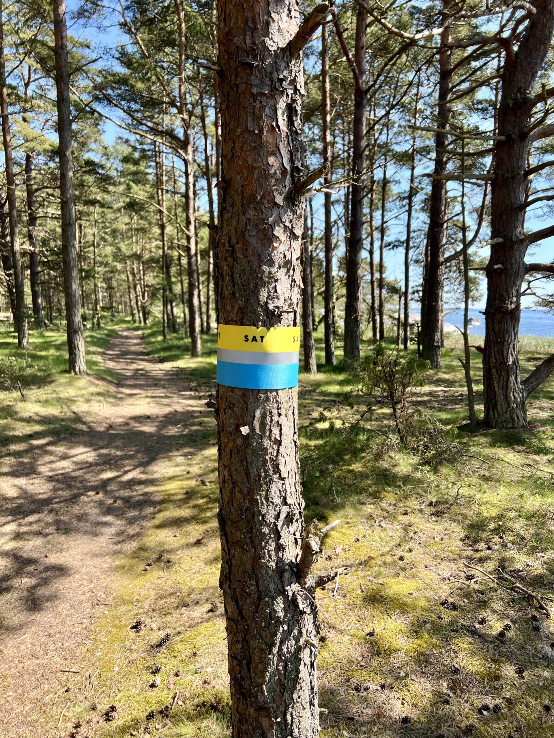 Pine forest trail with yellow and blue hiking marker on Yxlan Island, Stockholm Archipelago Trail