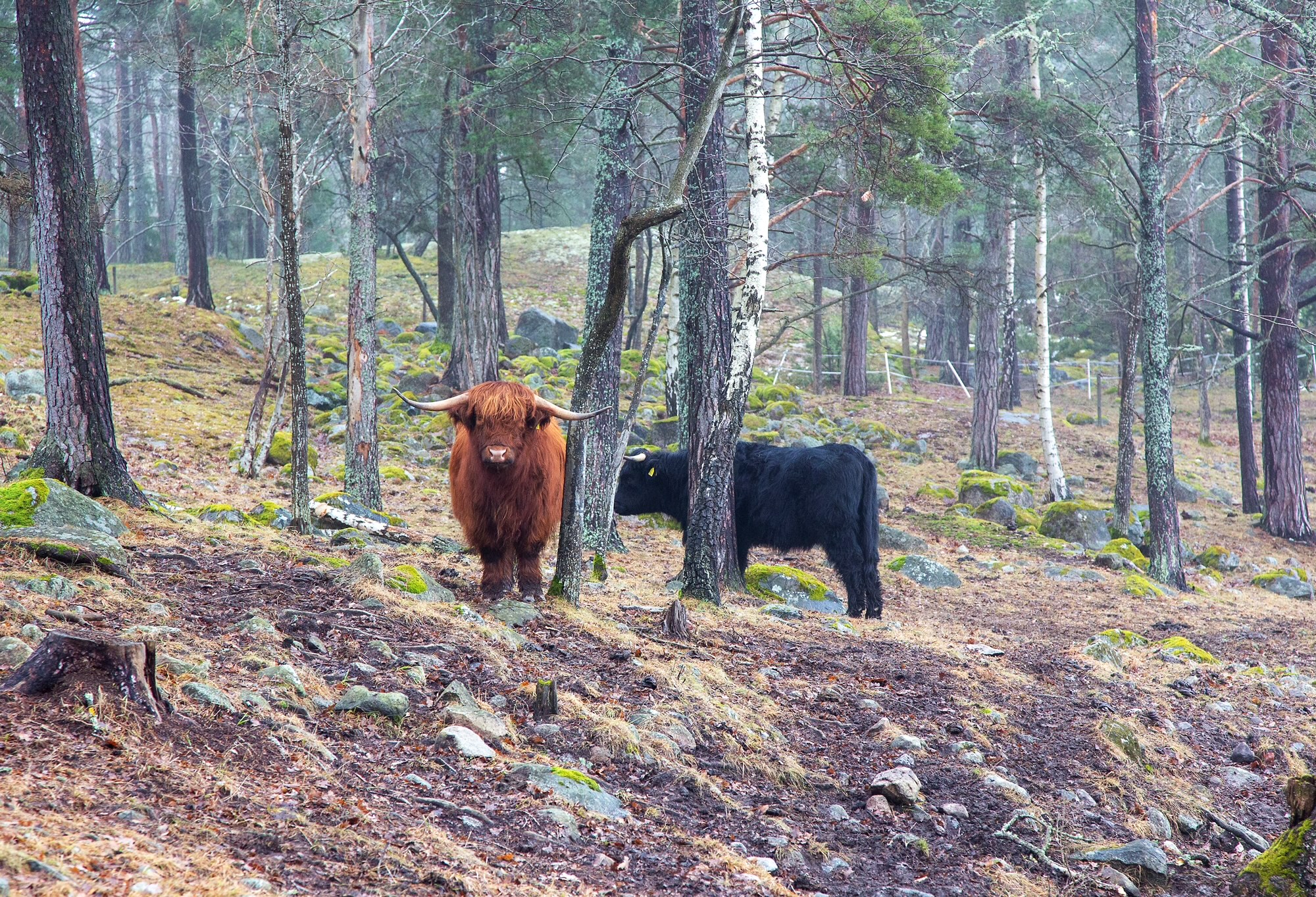 Explore Hiking Sections of the Stockholm Archipelago Trail