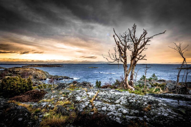 Tree in the november sky on the SAT on Landsort (Öja)