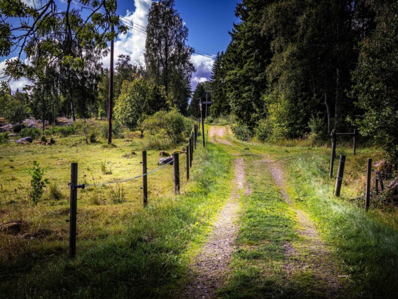 Forest road on SAT Lidö