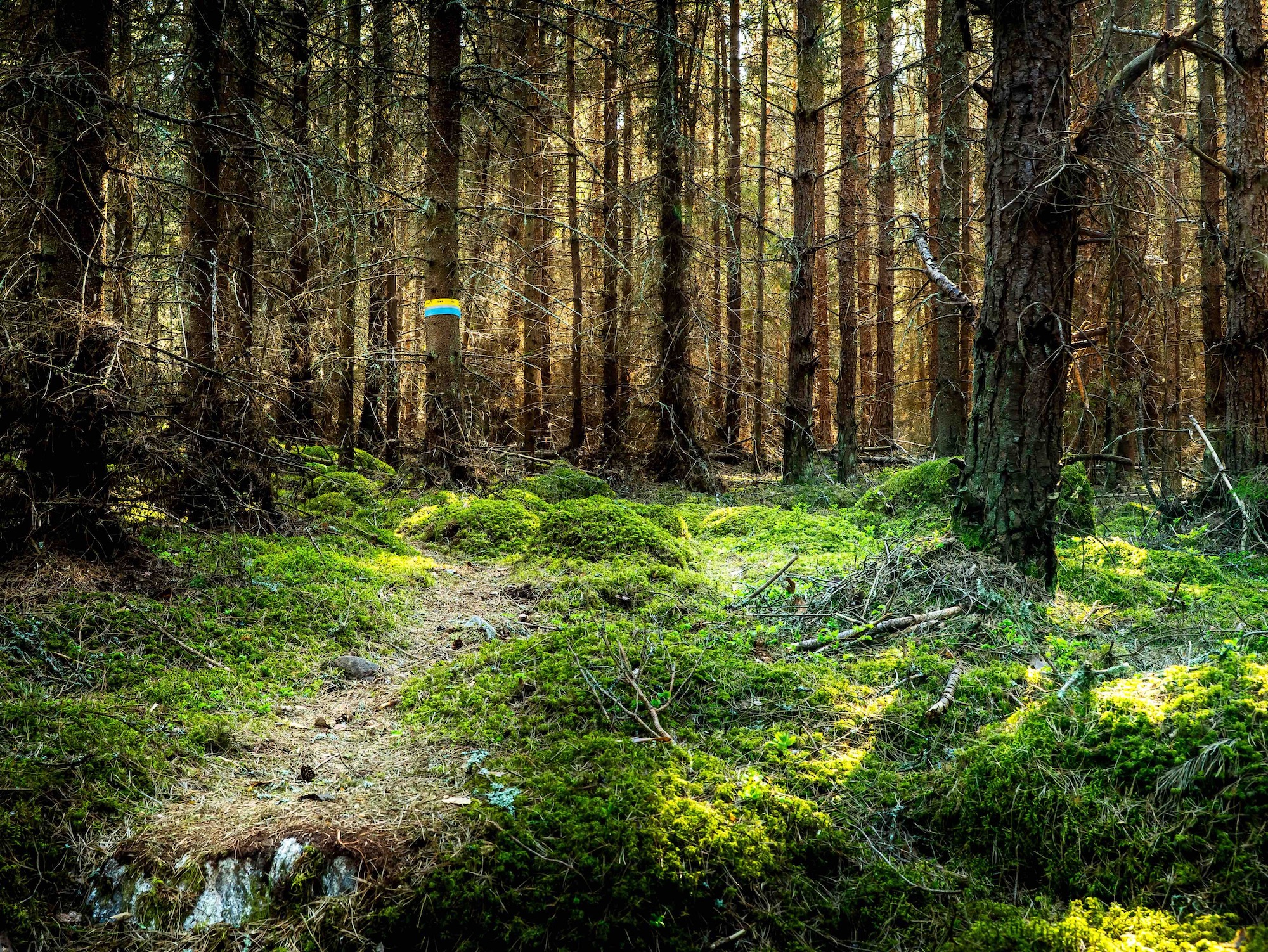 Single track through the forest on SAT Nåttarö