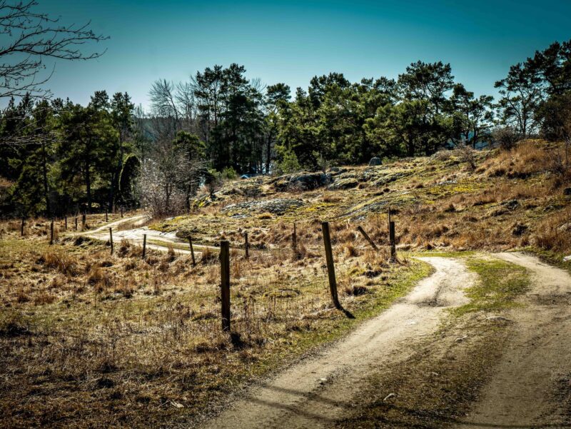 Forestry road along pasture