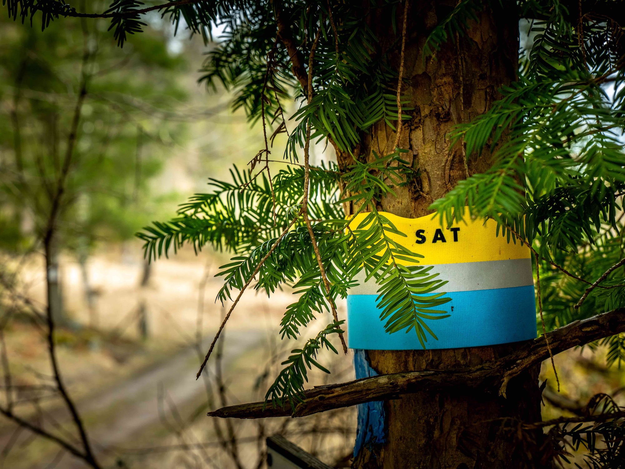 SAT trail marking on pine tree