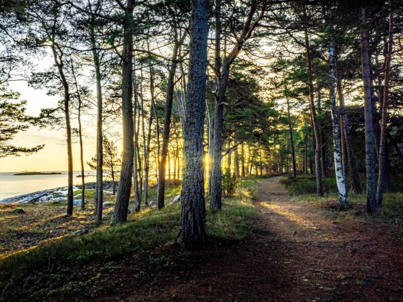 Sunset through the trees on SAT Sandhamn.