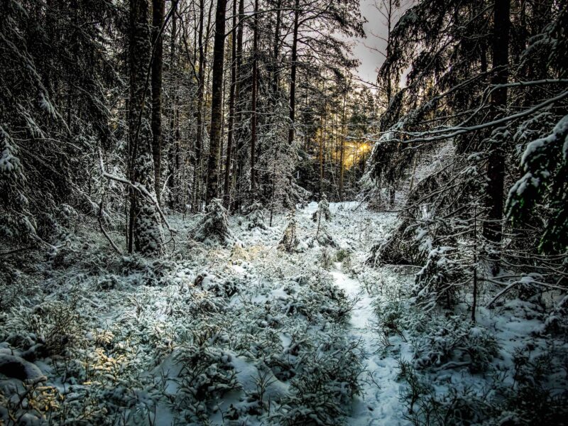 SAT Yxlan winter single track